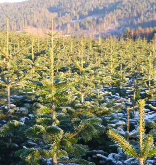 Vestfold Juletre på Steinsholt i Lågendalen