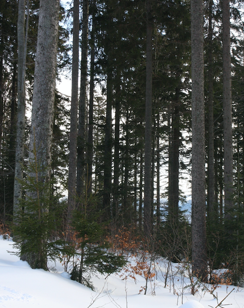 Tysk skogbruk