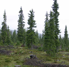 Fjellskog