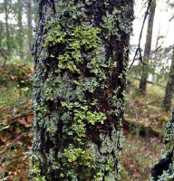 BÅNDLAV - Foto: Erlend Rolstad