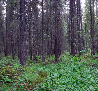 Skog med rik bakke – Foto: Tor Erik Brandrud