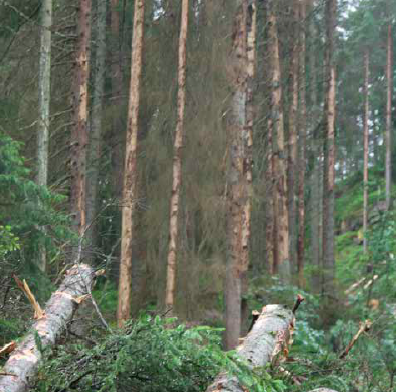 Tørr skog i Svelvik