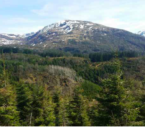 Skog